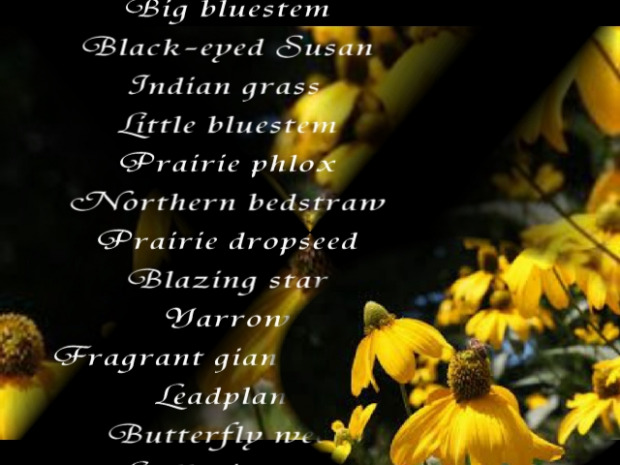 Photographic image of yellow flowers, with white text naming various plants scrolling vertically.