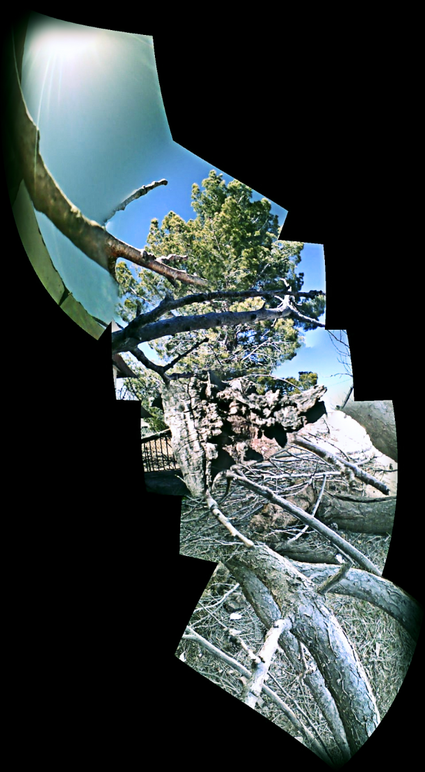 A distored panorama shot of a fallen tree