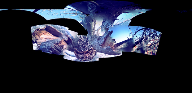 A distored panorama shot of a fallen tree