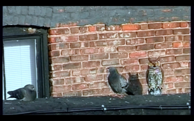 Two pigeons resting on a rooftop, with a plastic owl device staring at the camera from the right.