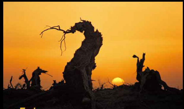 Photographic image of the sun rising into an orange sky, silhouettes of desert trees in foreground.